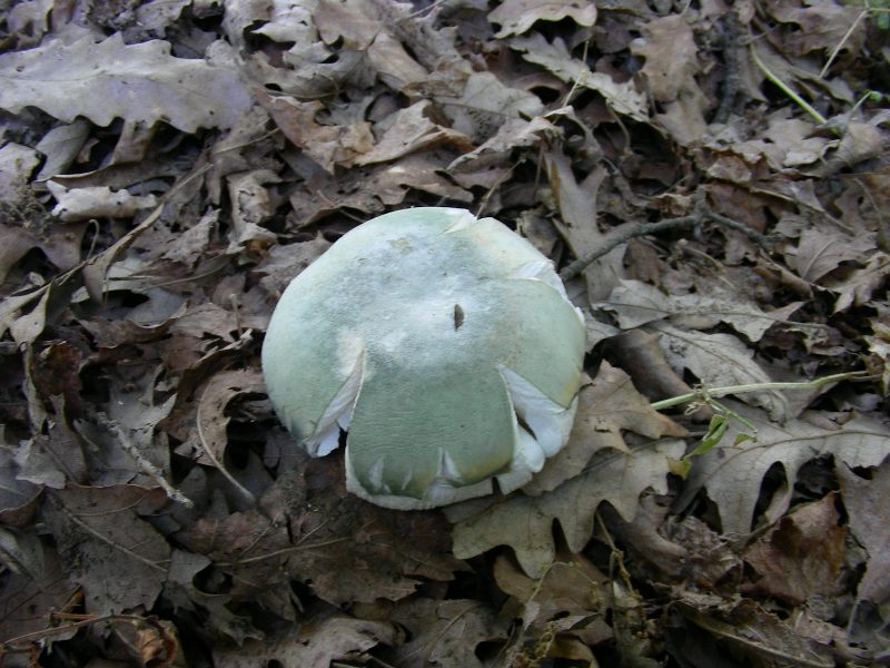 1) Fotografati  il 16.06.2012.sotto Quercia